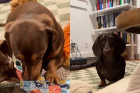 Dachshund dog video