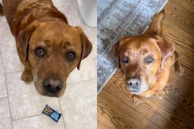 dog adoption video