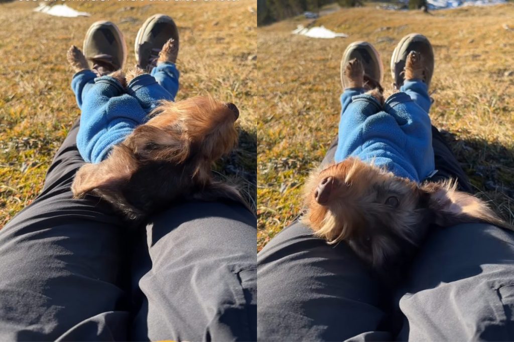 dog life video