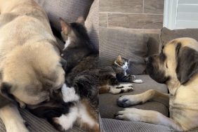 big dog cat video