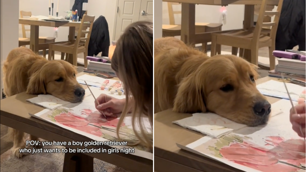 dog face video