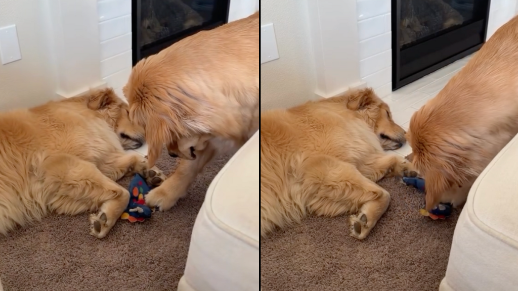 dog toy video