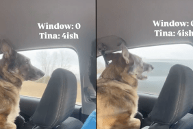 dog cars road trip video