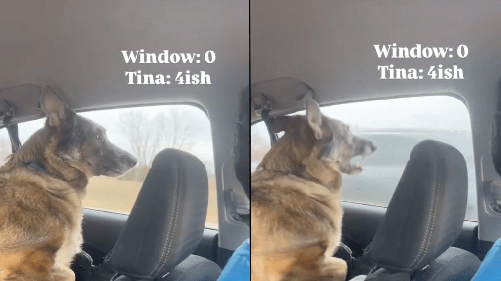 dog cars road trip video
