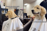 puppy video