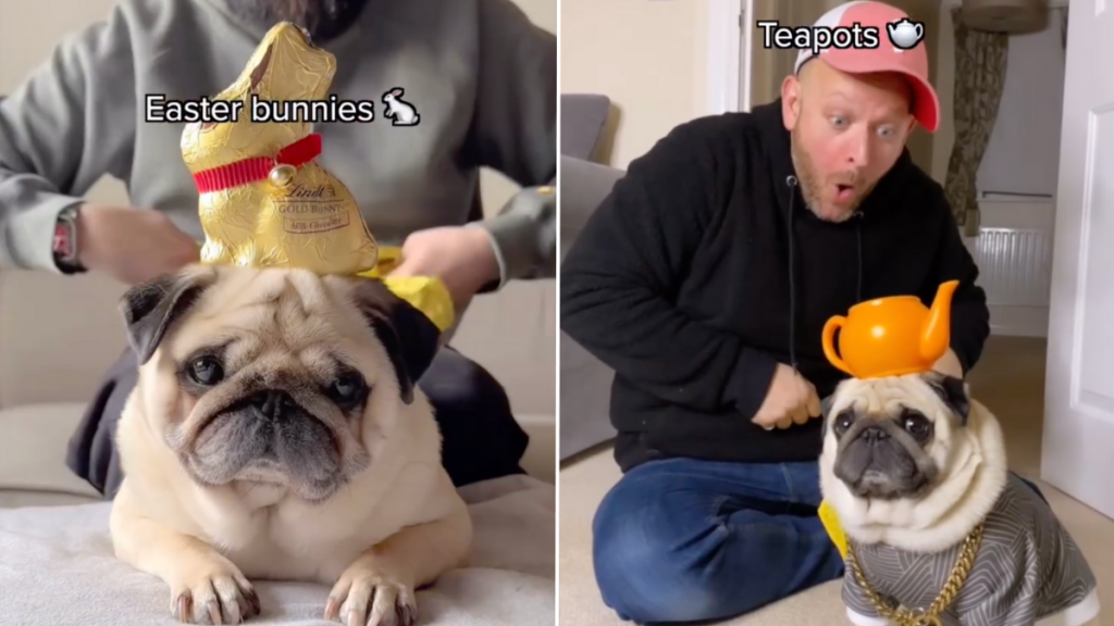 pug video