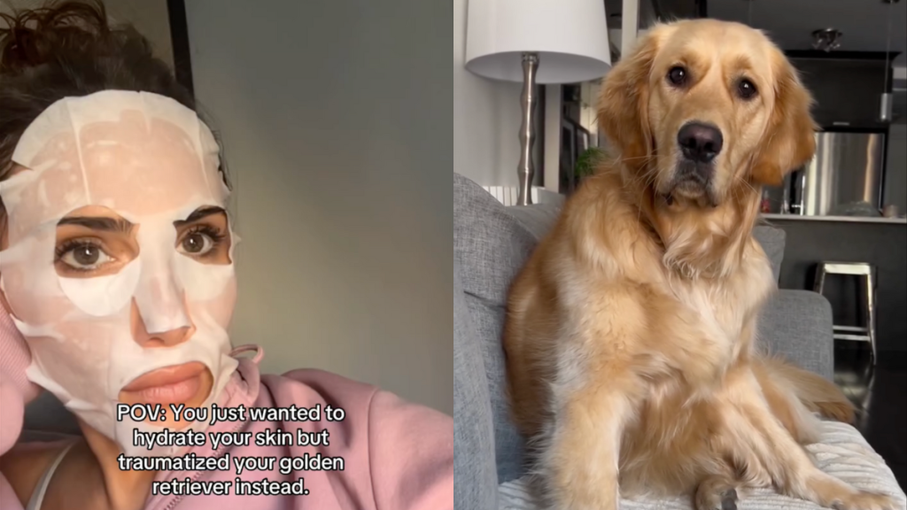 Golden Retriever sheet mask video