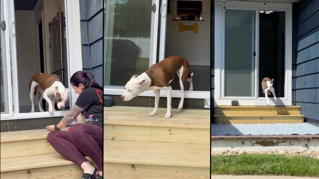 dog stairs video