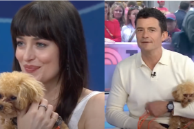 Orlando Bloom dog