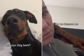 dog bless owner