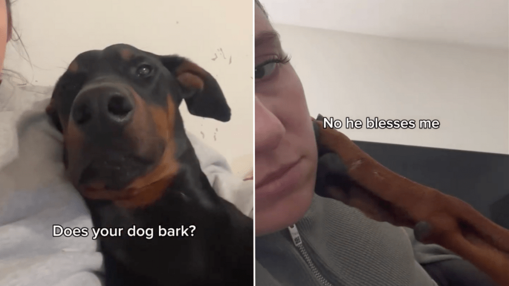 dog bless owner