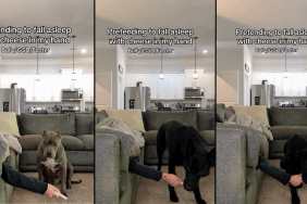 dogs video