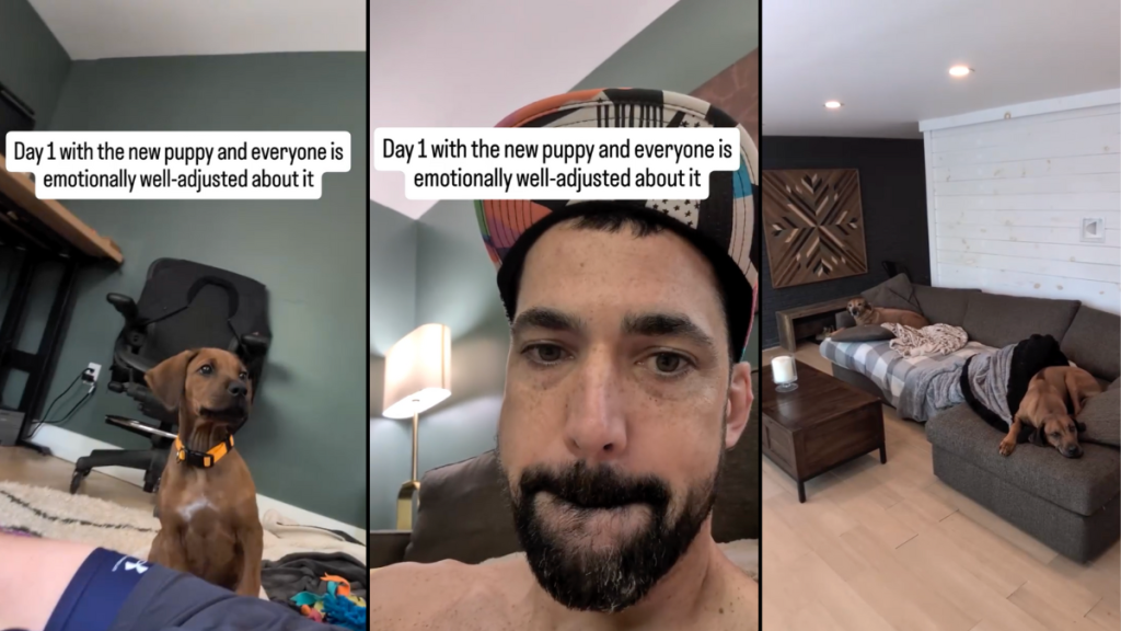 puppy new home dogs video