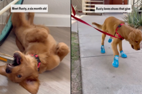golden retriever puppy video