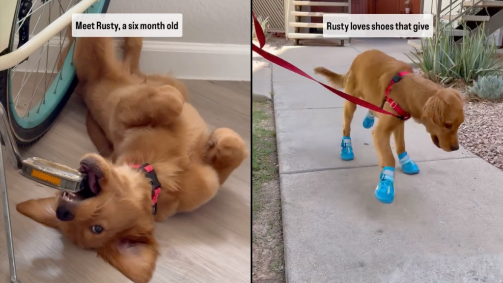 golden retriever puppy video