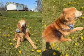 senior dog video