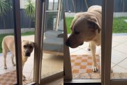 dog skill video