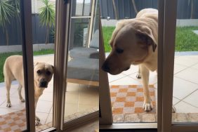 dog skill video