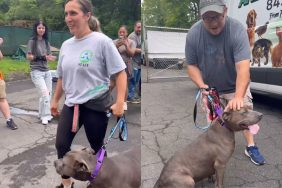 shelter dog adoption video