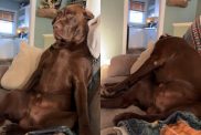 Labrador video