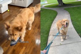 teenage dog video
