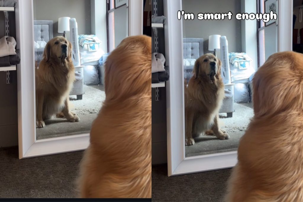 Golden Retriever affirmation video