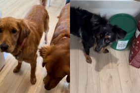 dog meeting video