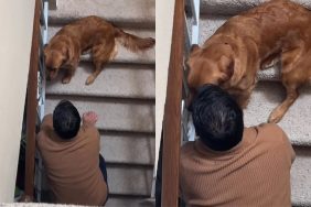 dog owner video