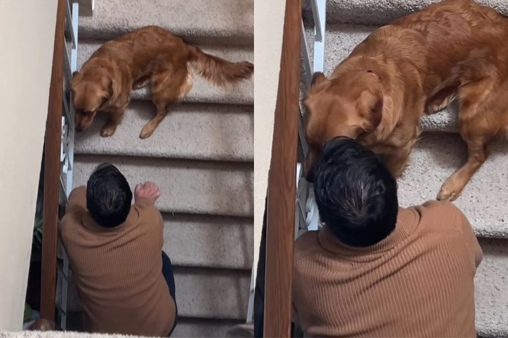 dog owner video