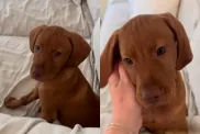 puppy sofa video