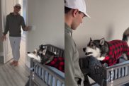 dog TV video