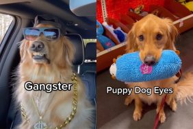 Dog many faces video