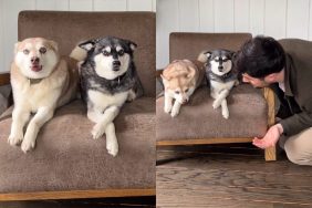 dog owner video