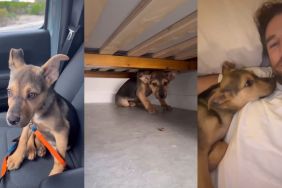 Owner Reveals Video of Day 1 With Rescue Dog & It's Everything