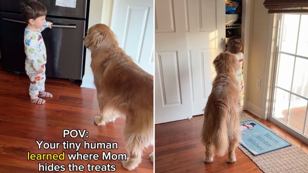 dog baby treat video