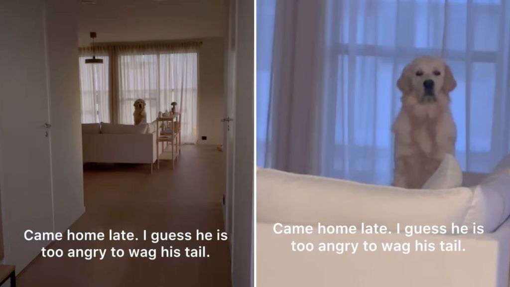 dog owner home video