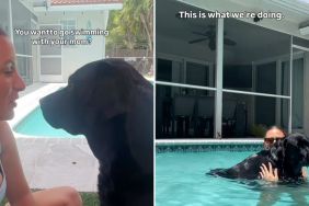 Labrador pool video
