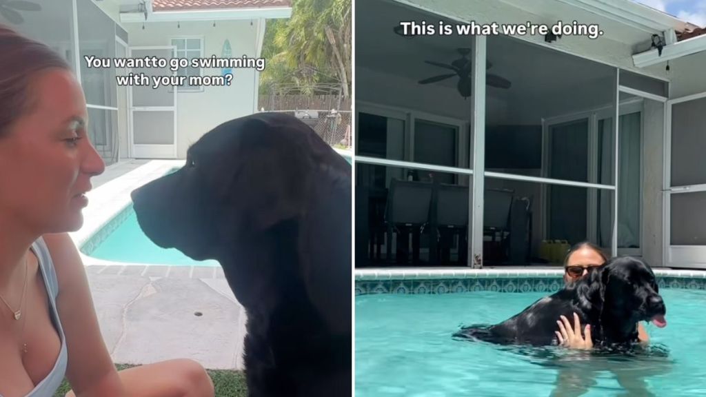 Labrador pool video