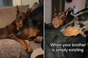 dogs sibling video