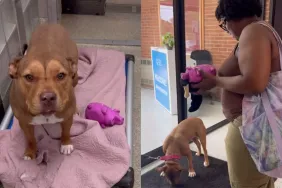 rescue dog shelter video