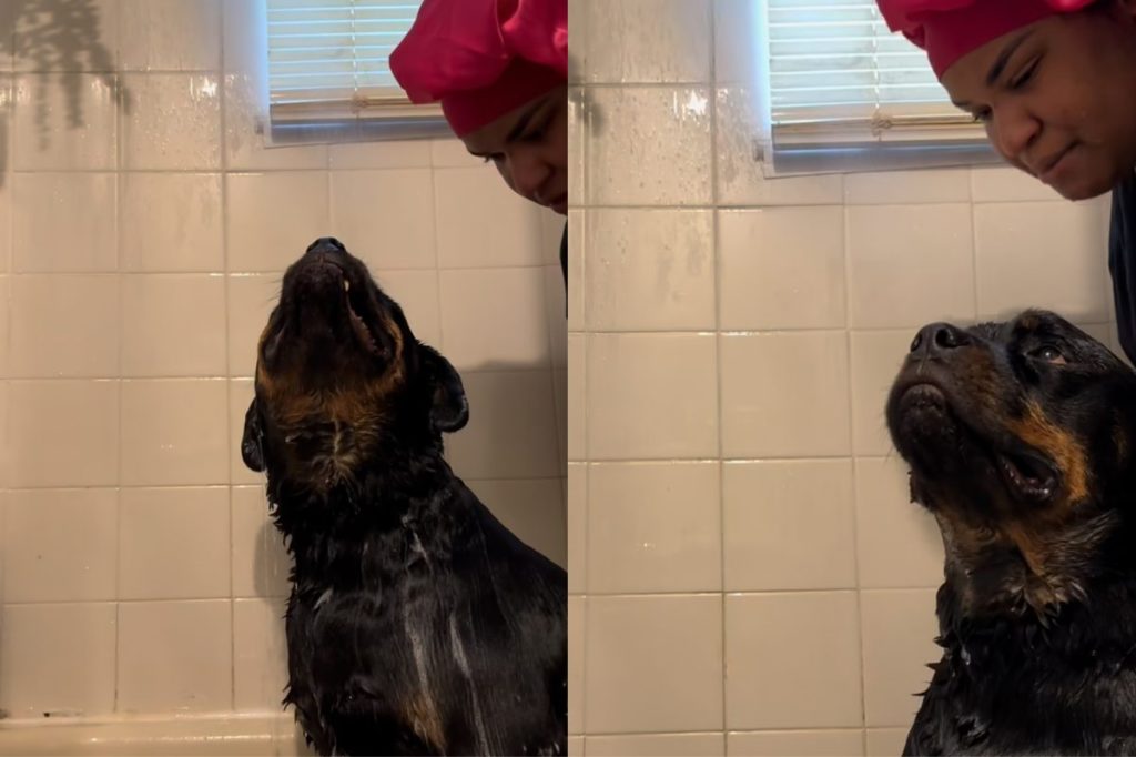 dog bath time video