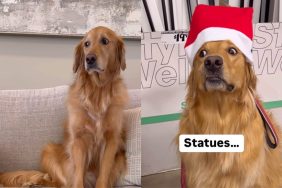 dog silly things video