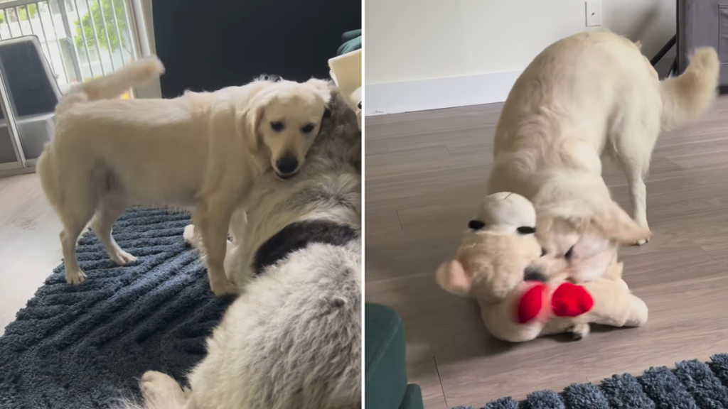 dog nap play video