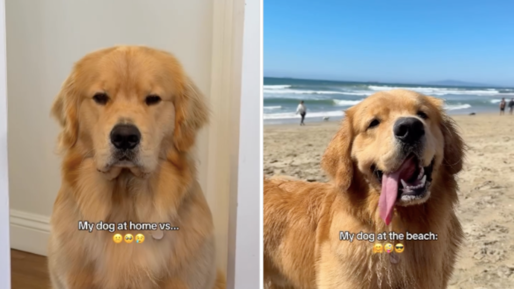 Golden retriever beach home
