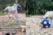 horse tiktok play alone