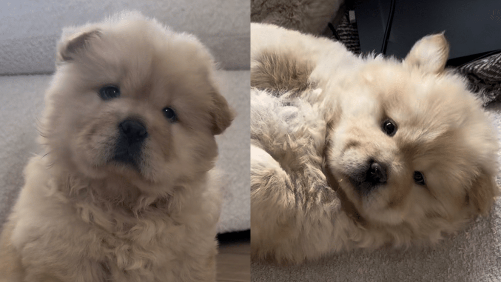 dog adoption story