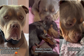 Bully newborn puppies