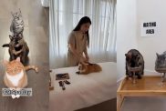 cat spa day video