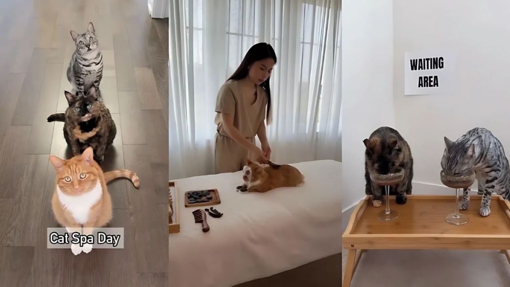 cat spa day video