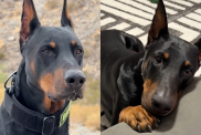 dog transform video